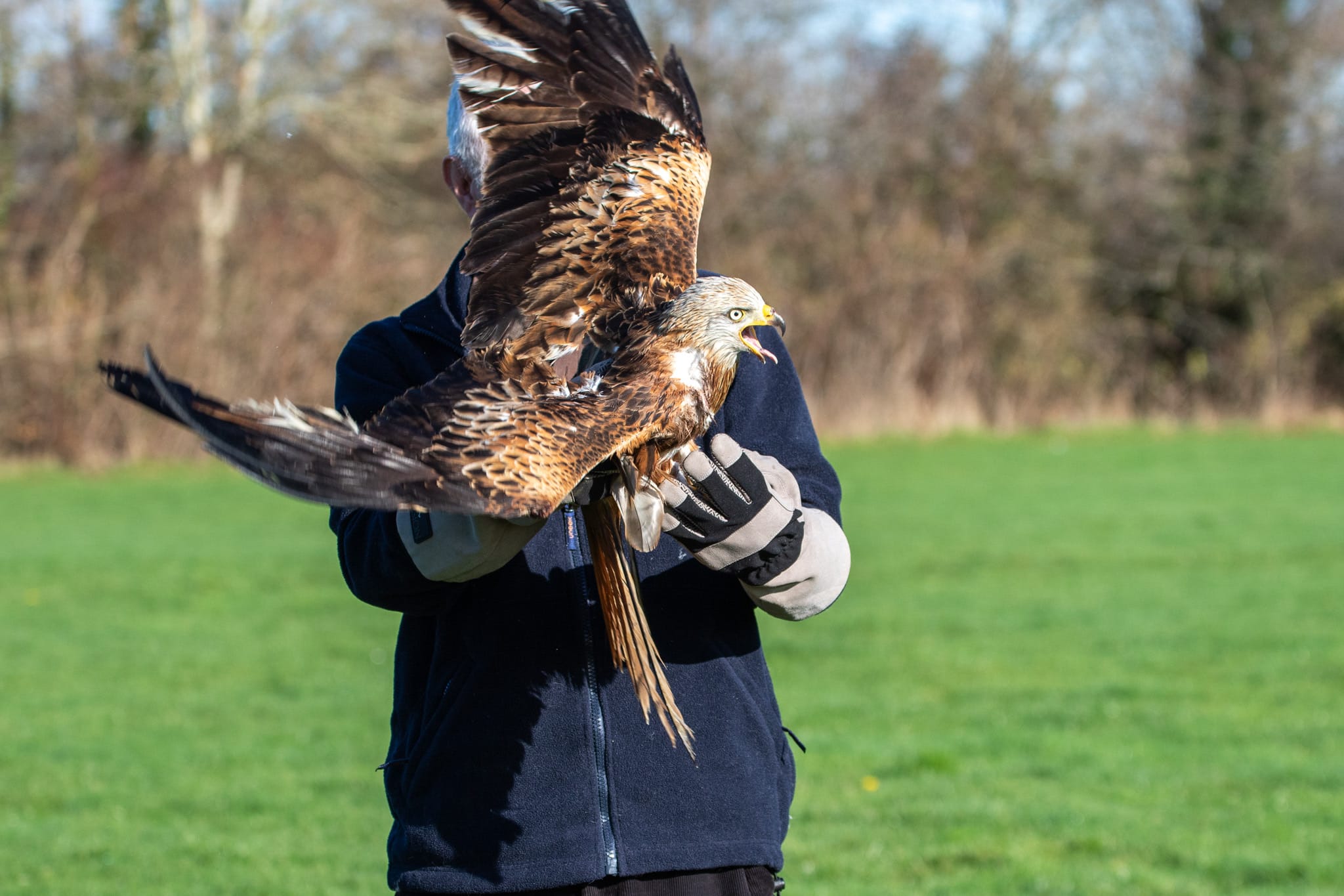 Red kite about to be released in man's arms