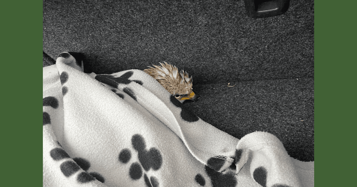 Injured red kite wrapped in a blanket in a car boot.