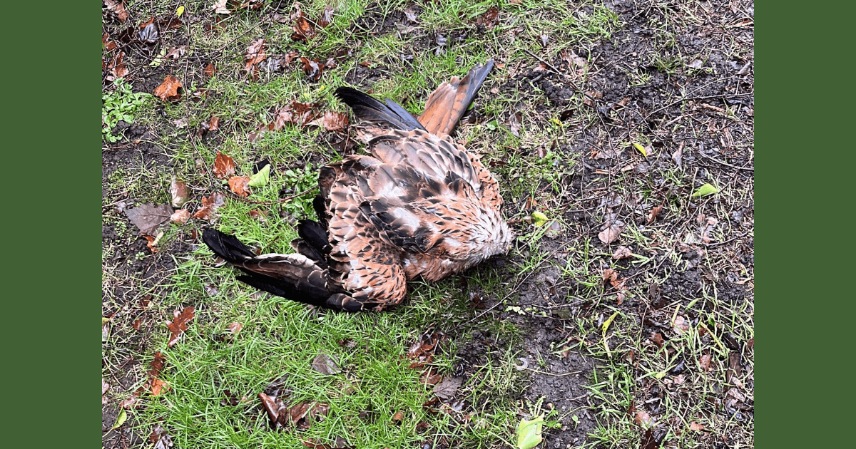 Injured red kite