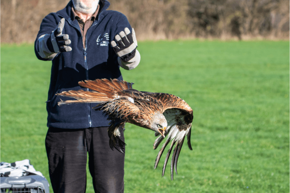 Red kite just released from man's arms and and taking flight